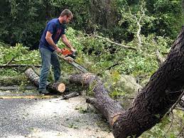 Professional Tree Services in Gardnerville Ranchos, NV