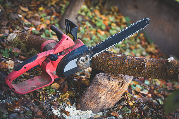 How Our Tree Care Process Works  in  Gardnerville Ranchos, NV